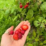Nad Jeziorem Silickim Ilinscy Farmház
