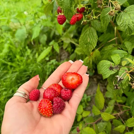 Nad Jeziorem Silickim Ilinscy 农家乐