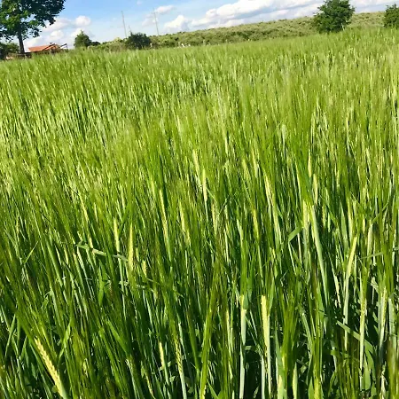 Alloggio per agriturismo Nad Jeziorem Silickim Ilinscy *